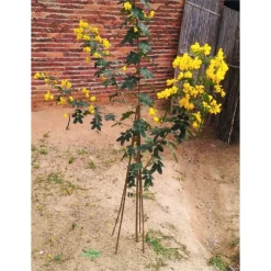 10 Pack Bamboo Canes - 1.2m/4ft -Gardening Tool Store 12885363 9384952637997167