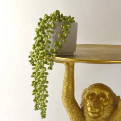 House Beautiful String Of Pearls In Ceramic Pot -Gardening Tool Store 12890040 3924857412833165