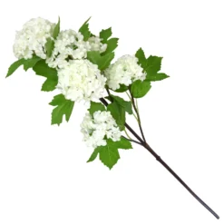 Viburnum - White