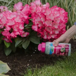 Westland Ericaceous Granular Plant Food 900g 5 Westland Ericaceous Granular Plant Food 900g -Gardening Tool Store 13411839 1274971590758911