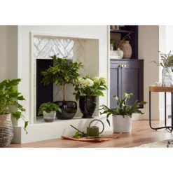 Hampton Moon Plant Pot - 16cm 5 Hampton Moon Plant Pot - 16cm -Gardening Tool Store 13432908 1654948242795930