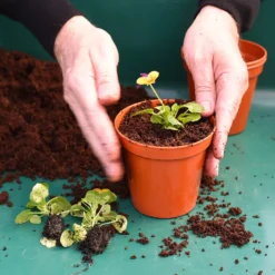 Coco & Coir Coco Boost All Purpose Compost With Added Nutrients - 15L -Gardening Tool Store 13487131 4394919981240271