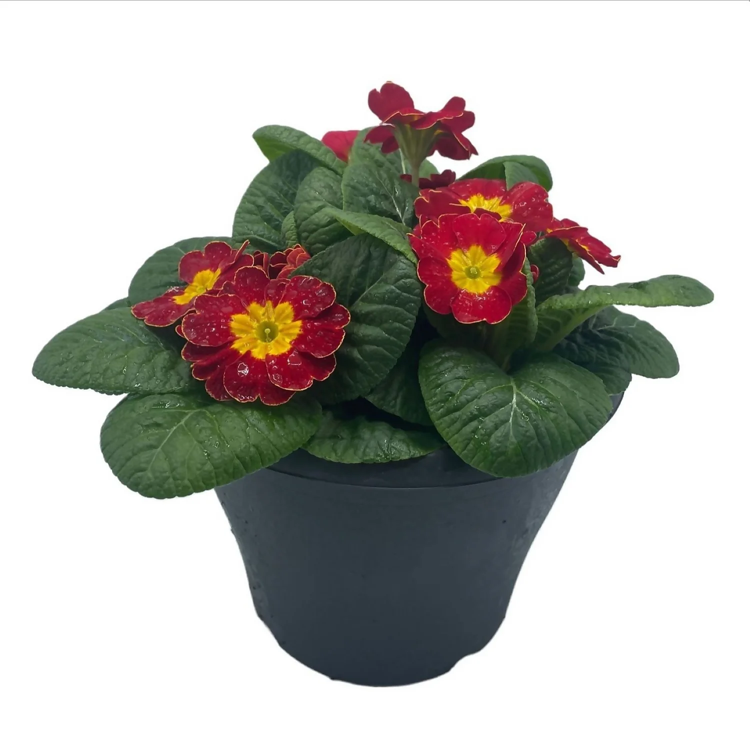 Ibiza Coloured Pot 21cm Primrose Spring 2 Ibiza Coloured Pot 21cm Primrose Spring - Image 2