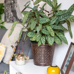 Vintage Allium Patterned Cone Pot - 37cm 10 Vintage Allium Patterned Cone Pot - 37cm -Gardening Tool Store 13973621 6475011239983391